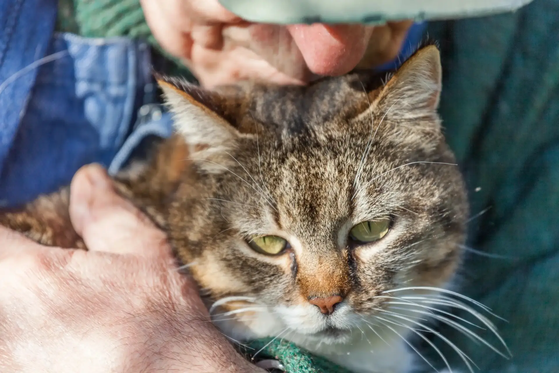 An older tabby cat held in an owner's arms, eyes half-closed in peaceful contentment.