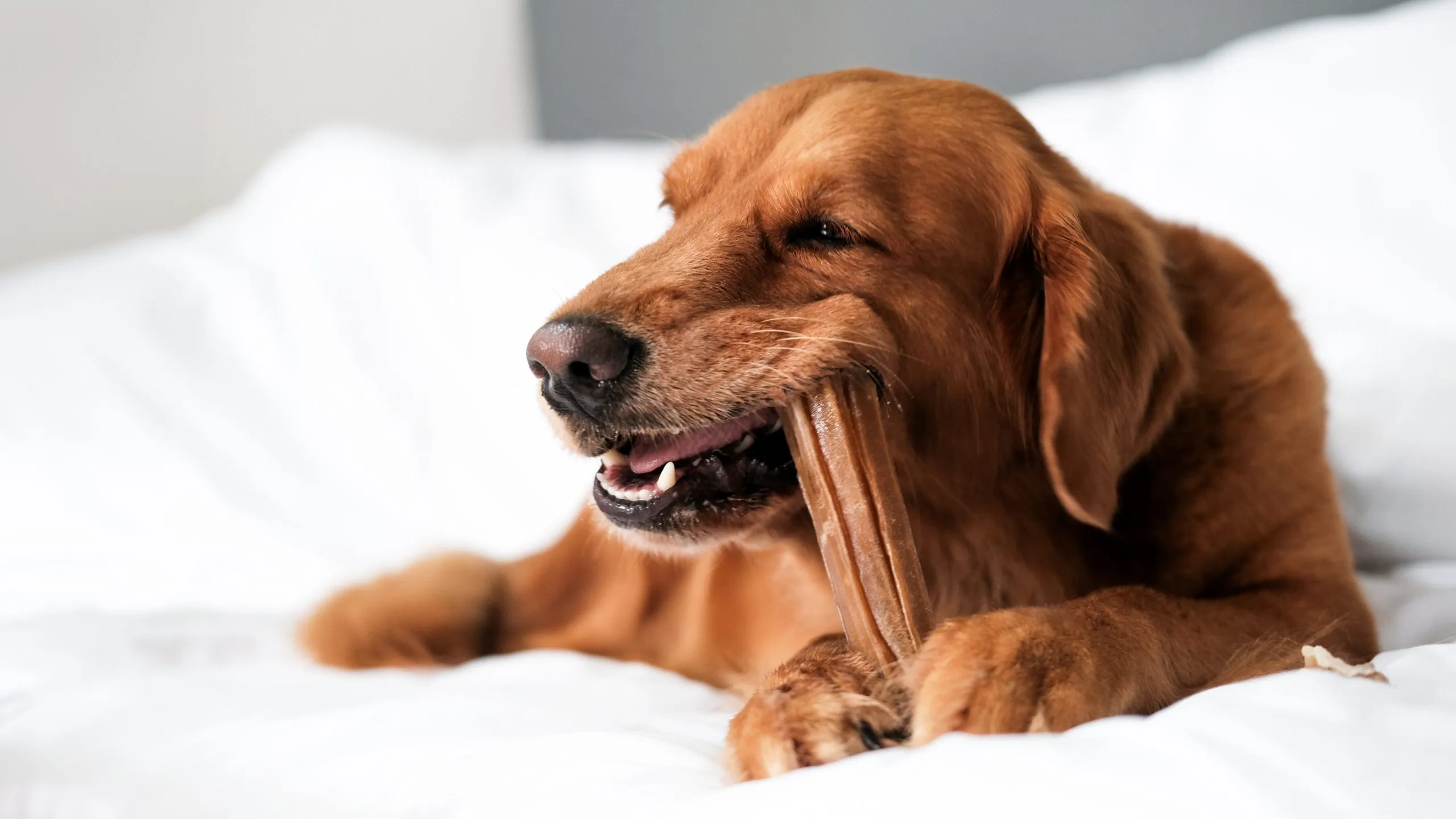 An older golden retriever resting calmly on a white duvet.